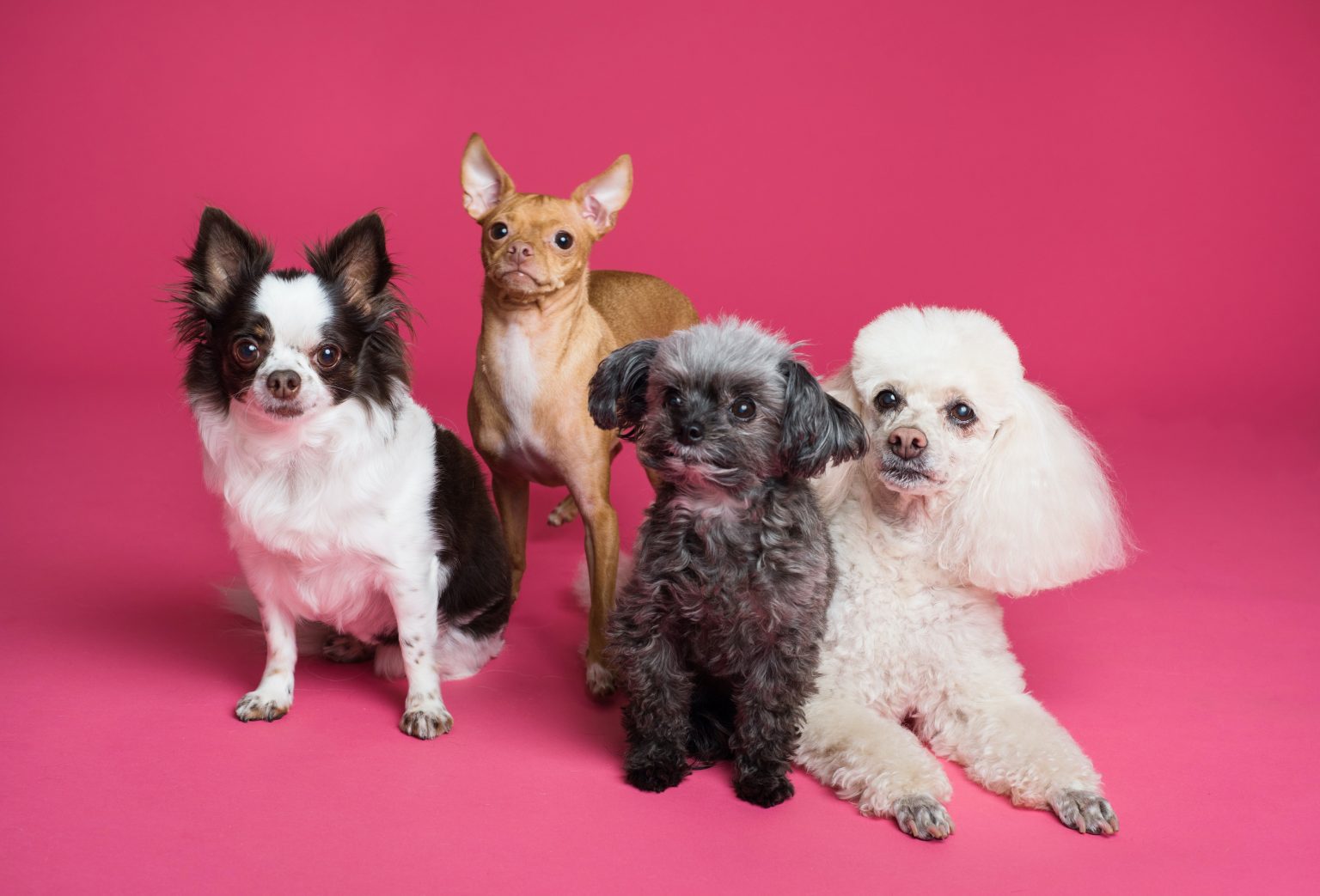 pexels-goochie-poochie-grooming-3299905 Law News | The Increase of the Pet Prenup: Lawyers Seeing Divorcees Turn To ‘Pet-Napping’
