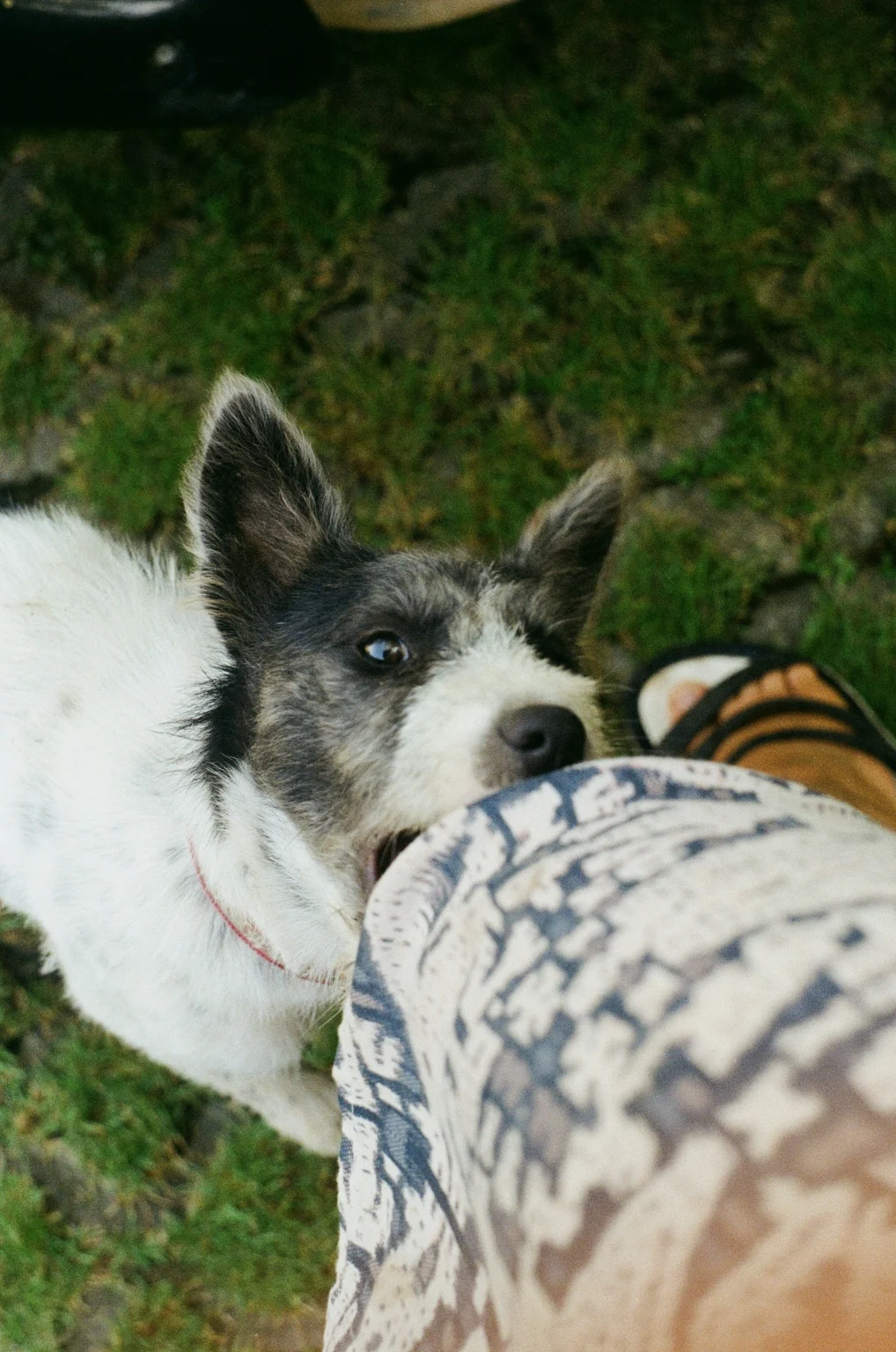 dasha-urvachova-PE69hOLm8H4-unsplash Law News | Ohio's Avery's Law: Separating the New 2026 Rules from Existing Dog Bite Liability
