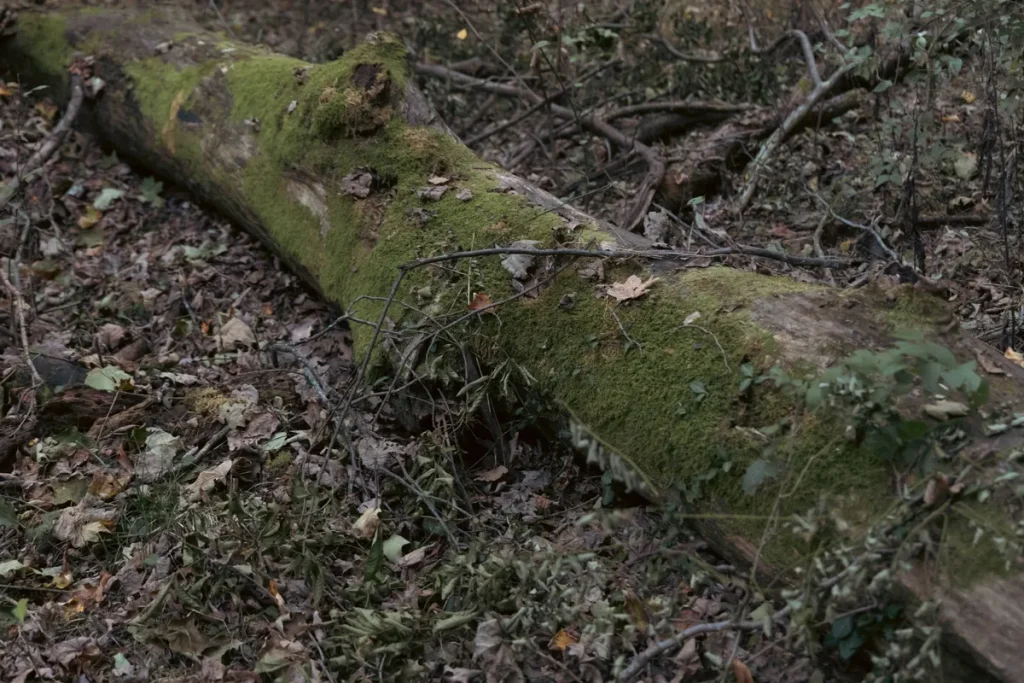 Green Mesquite tree death