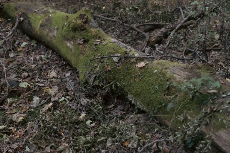 Green Mesquite tree death