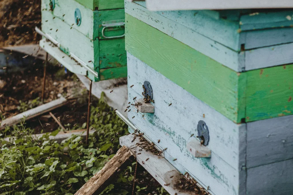 South-Charleston-beekeeping-ban South Charleston beekeeping ban