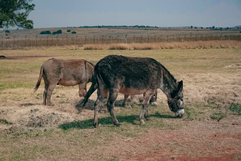 Cedartown police donkey shooting
